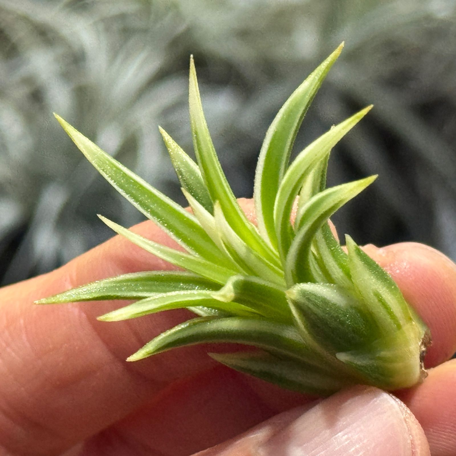 現品＊ 肉厚がっちり幅広葉極上株＊ 白と緑のコントラストくっきり