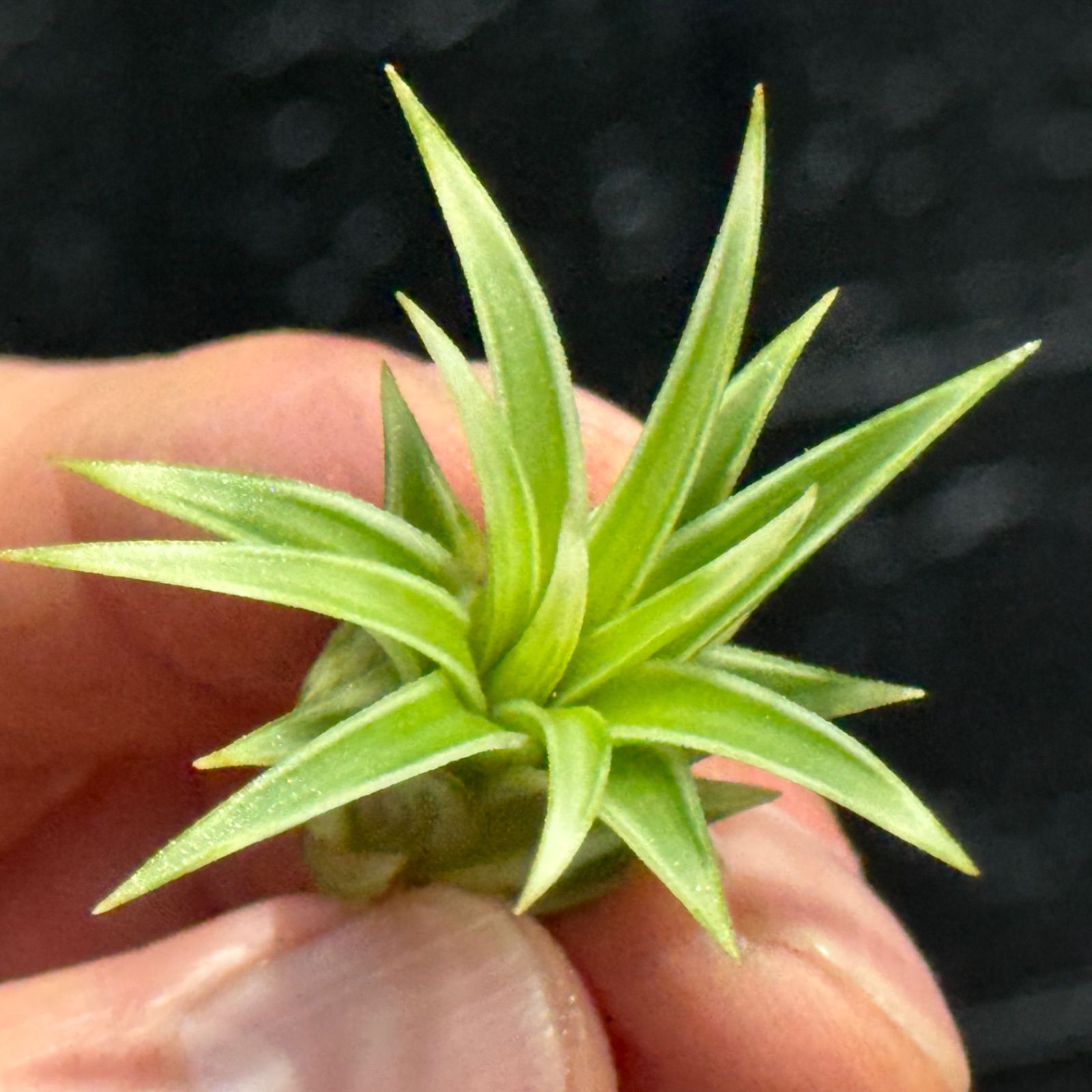 現品＊ 肉厚がっちり幅広葉極上株＊ 白と緑のコントラストくっきり