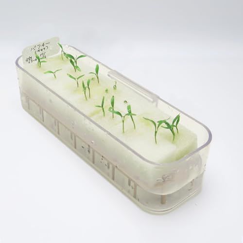 パクチー 水耕栽培