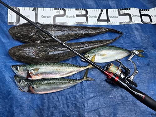 チニング シーバス