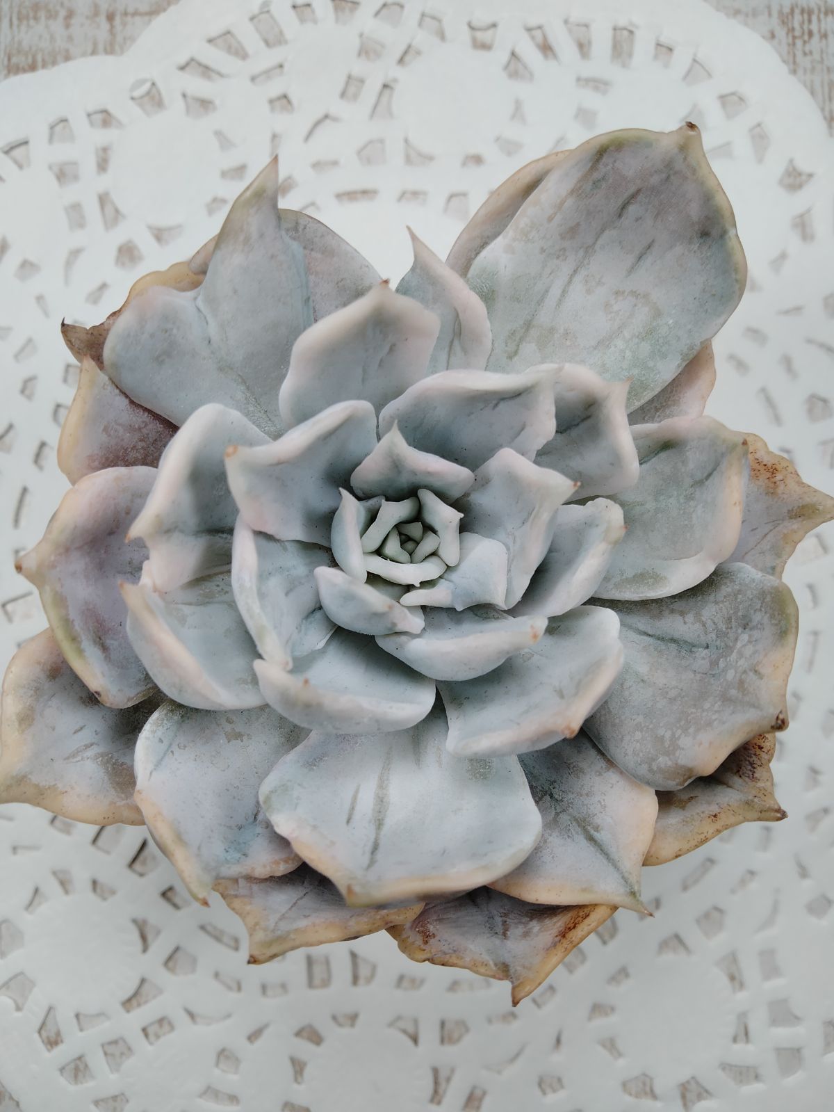 リラシナ錦 - メルカリ