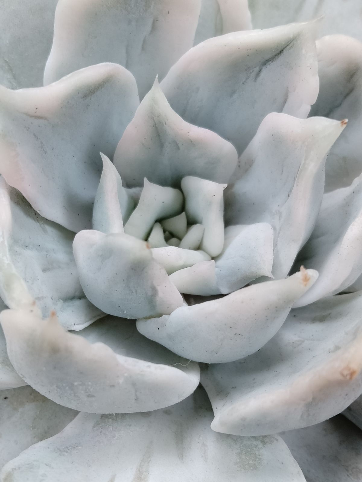 リラシナ錦 - メルカリ