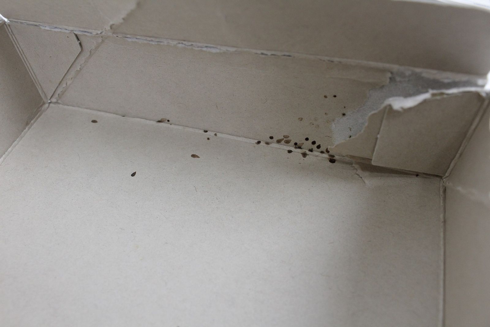 セミトレーラーライト