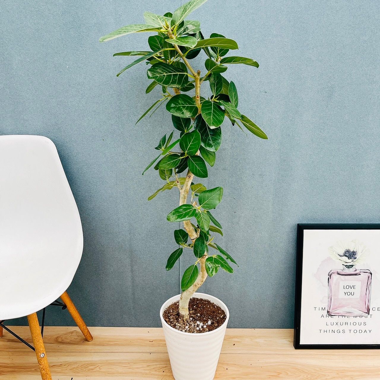 現品］フィカス ベンガレンシス 曲がり 8号 観葉植物 室内 大型 ゴムの