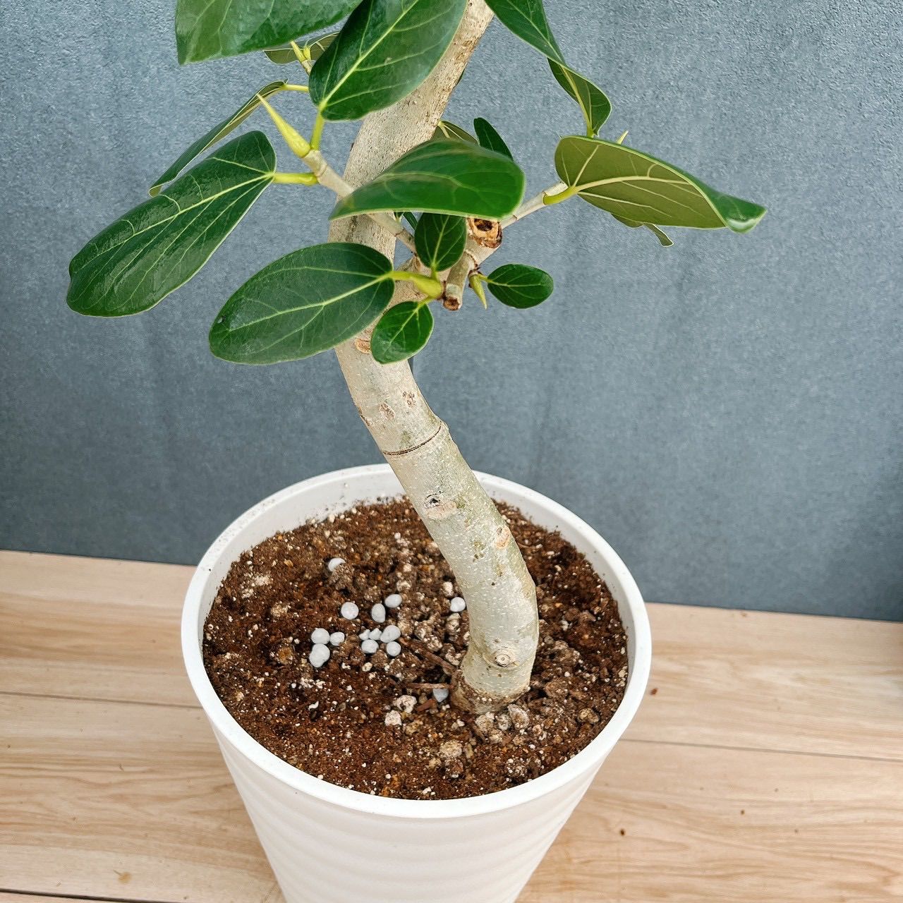 現品］フィカス ベンガレンシス 曲がり 8号 観葉植物 室内 大型 ゴムの