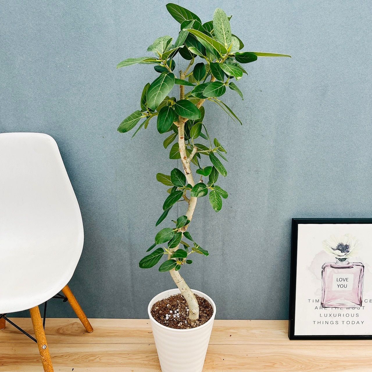 現品］フィカス ベンガレンシス 曲がり 8号 観葉植物 室内 大型 ゴムの