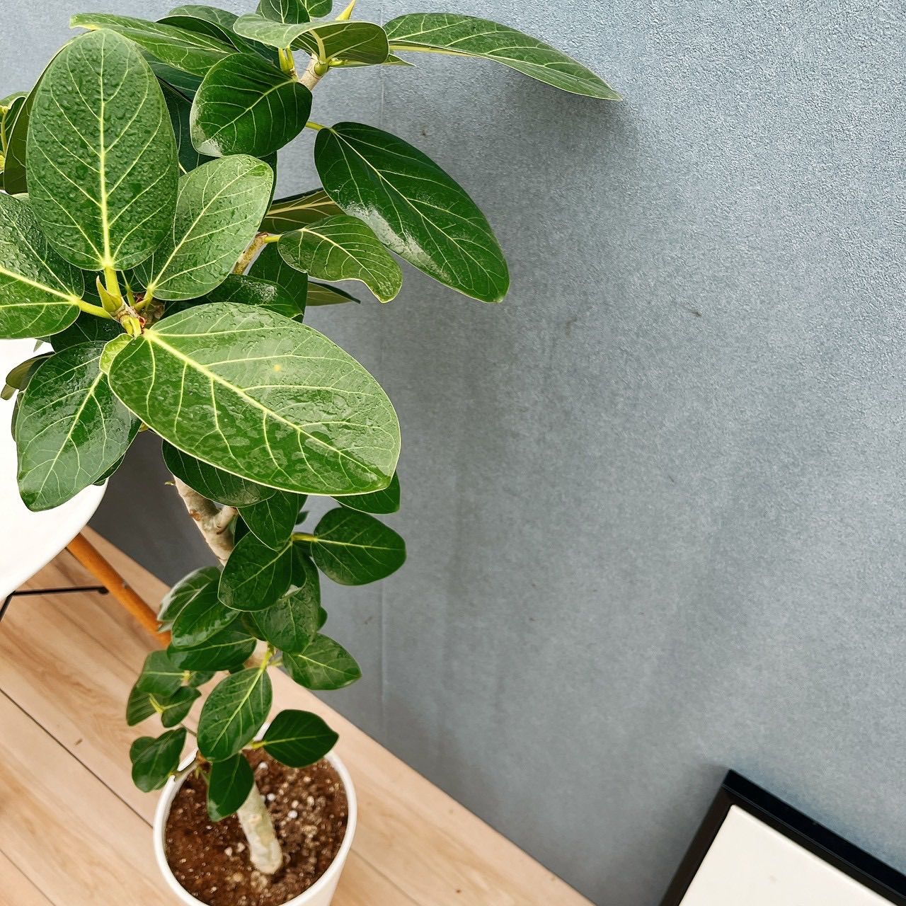 現品］フィカス ベンガレンシス 曲がり 8号 観葉植物 室内 大型 ゴムの