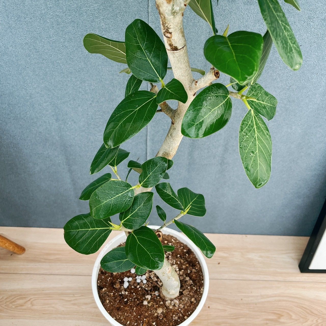 現品］フィカス ベンガレンシス 曲がり 8号 観葉植物 室内 大型 ゴムの