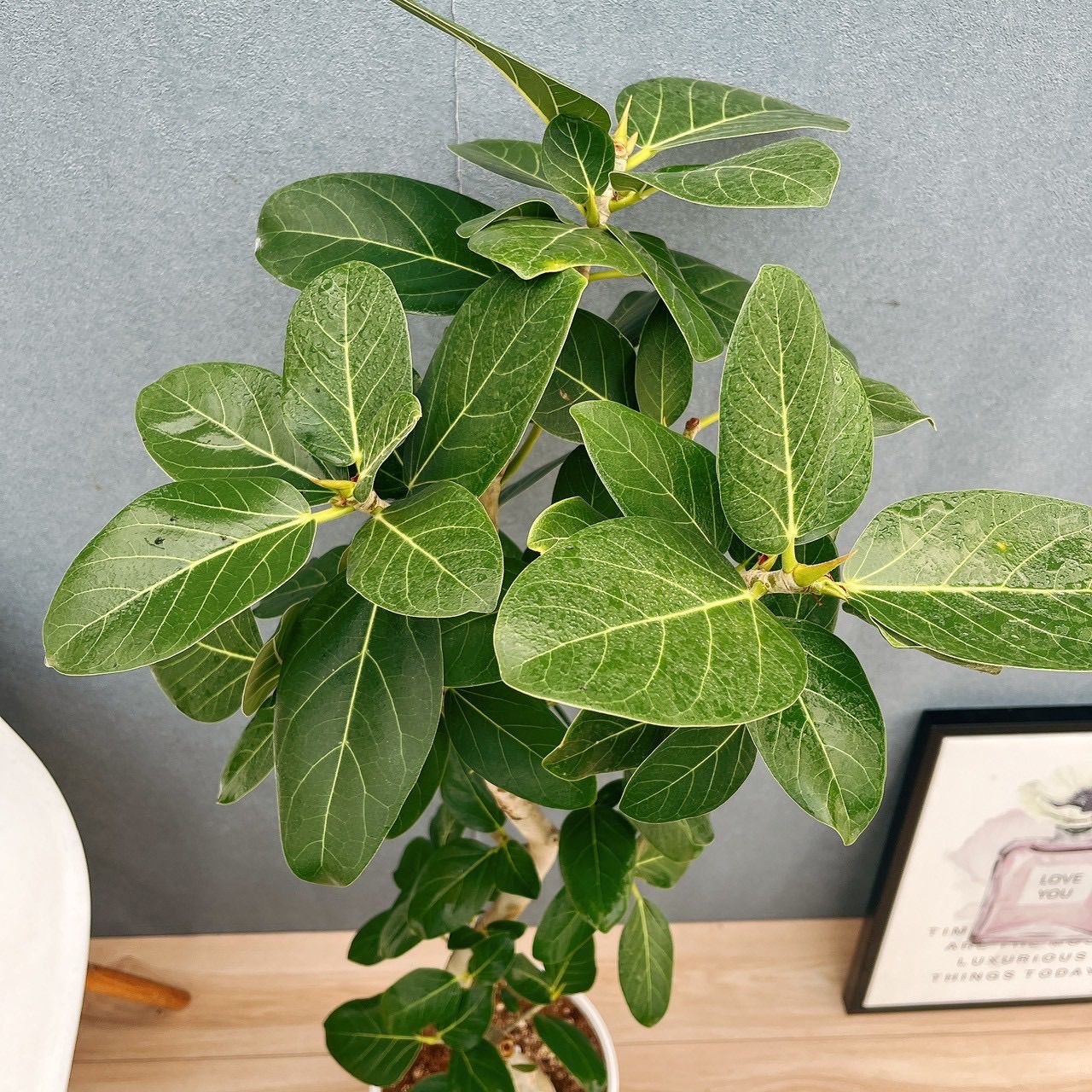 現品］フィカス ベンガレンシス 曲がり 8号 観葉植物 室内 大型 ゴムの