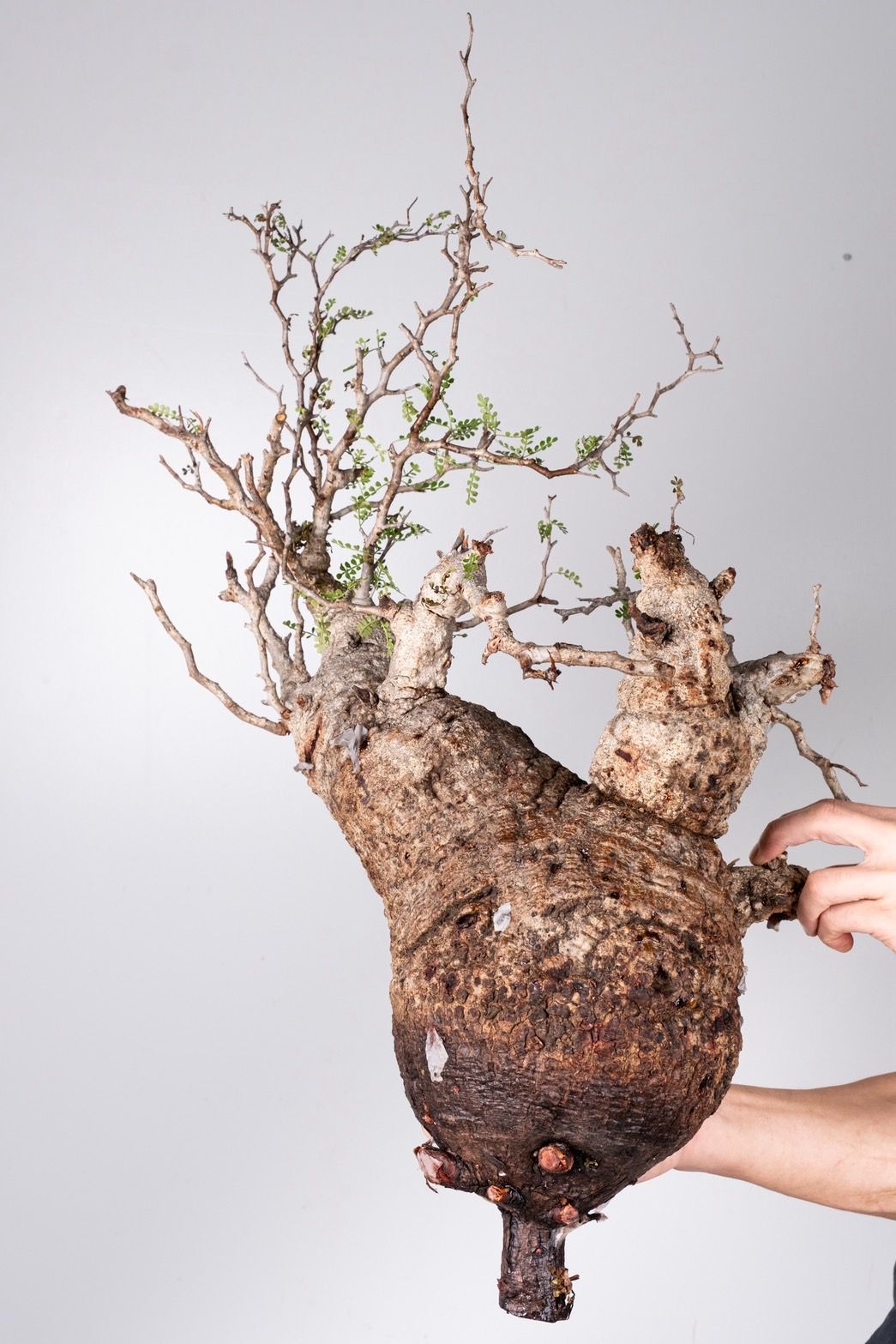 VP44 オペルクリカリア パキプス コーデックス ベアルート株 - メルカリ