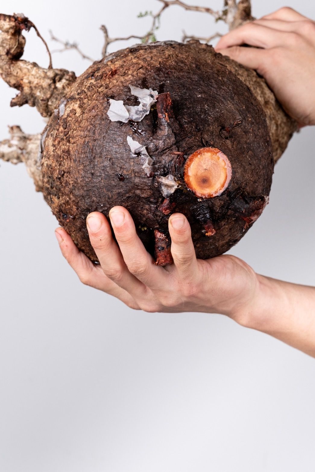 VP44 オペルクリカリア パキプス コーデックス ベアルート株 - メルカリ