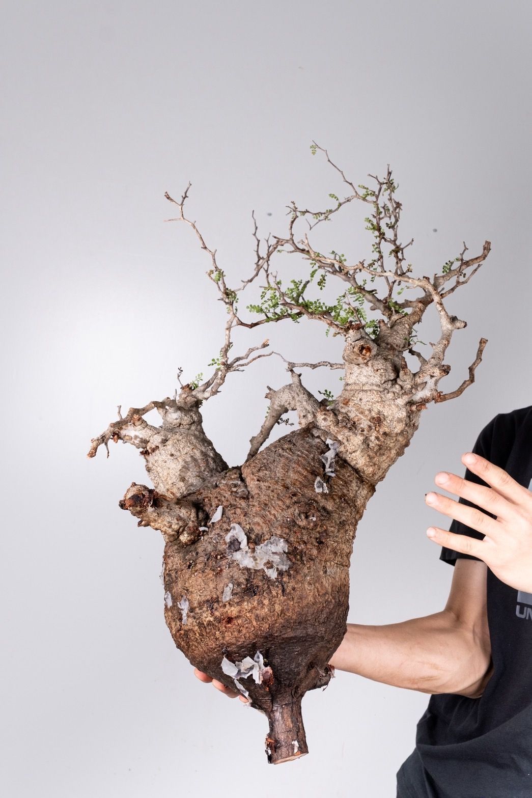 VP44 オペルクリカリア パキプス コーデックス ベアルート株 - メルカリ