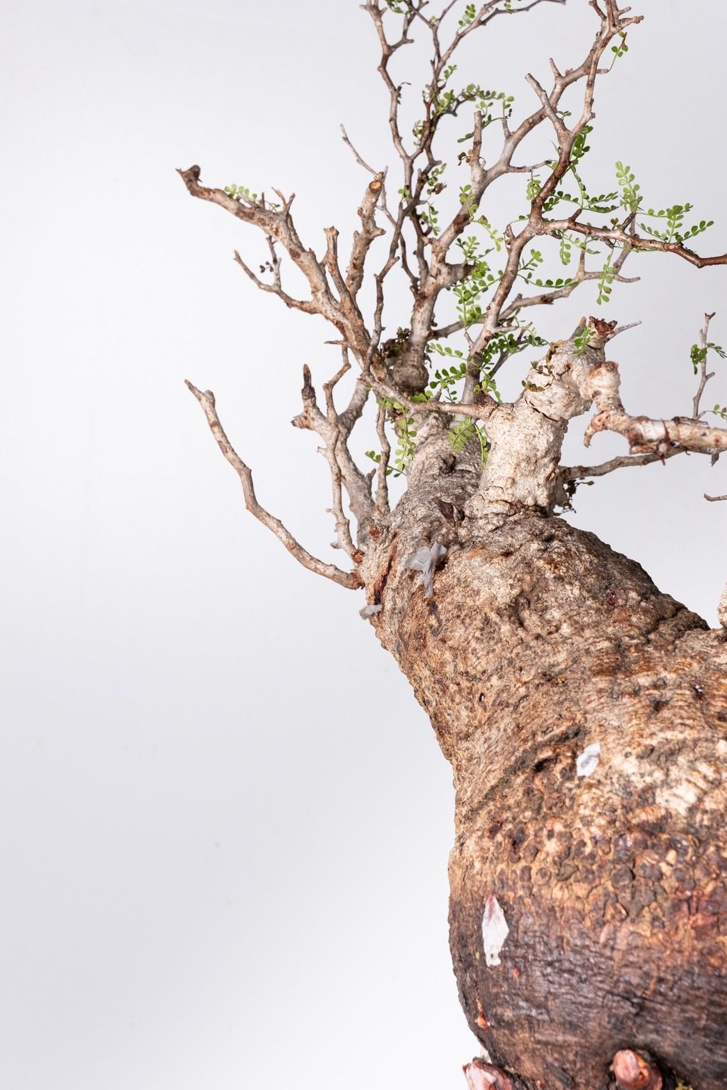 VP44 オペルクリカリア パキプス コーデックス ベアルート株 - メルカリ