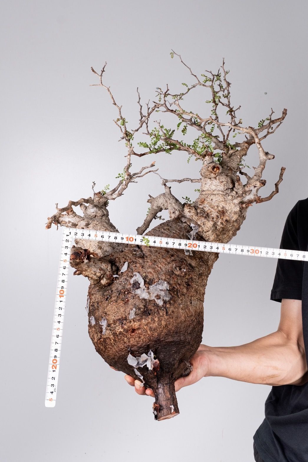 VP44 オペルクリカリア パキプス コーデックス ベアルート株 - メルカリ