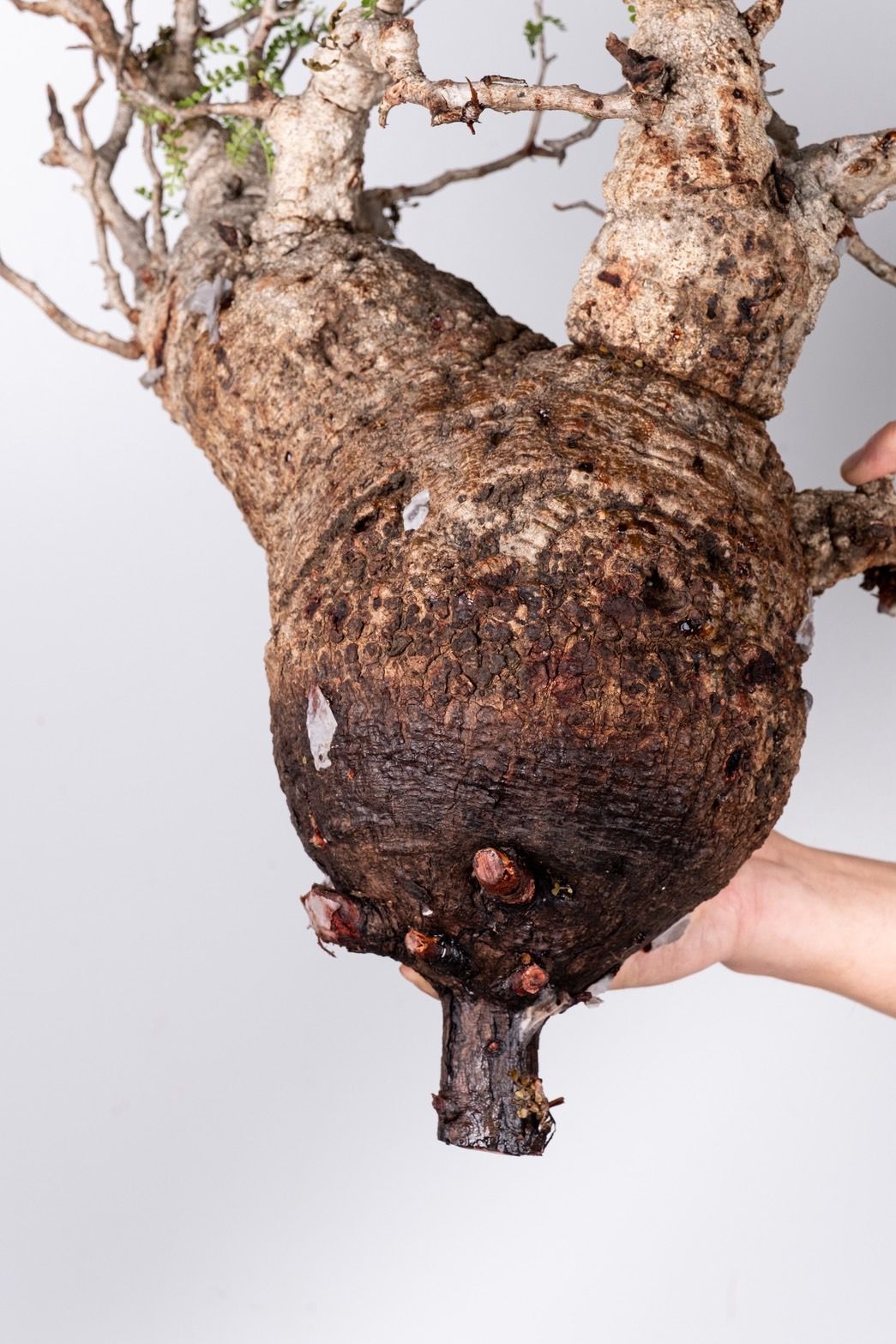 VP44 オペルクリカリア パキプス コーデックス ベアルート株 - メルカリ