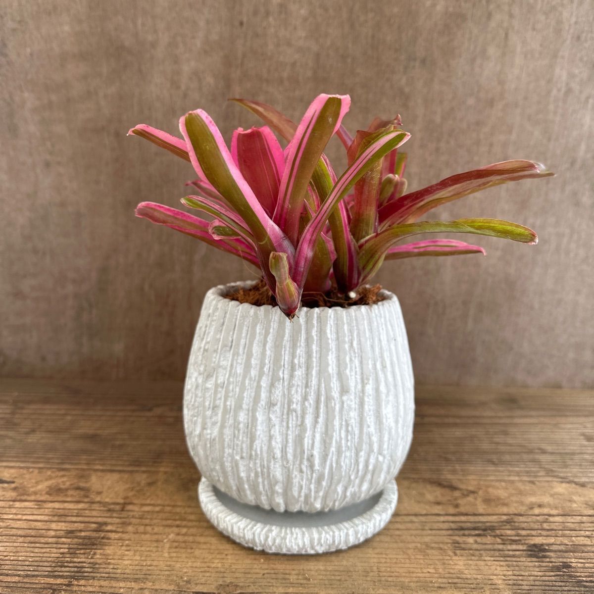 ☆ネオレゲリア ファイヤーボール 陶器鉢 現品 Neoregelia 