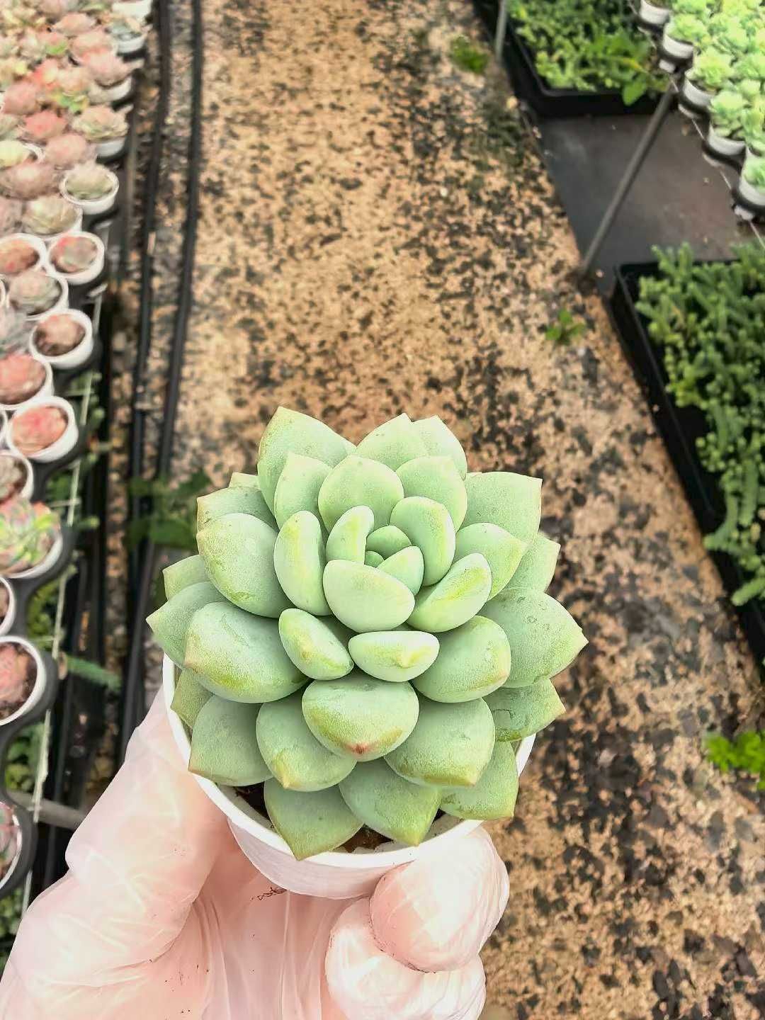 50株の抜き苗セット】玉グリーン 多肉植物 佐川急便発送 エケベリア