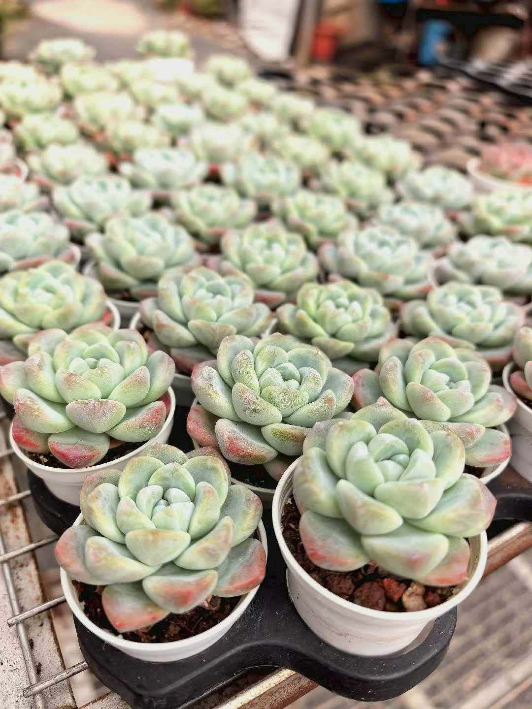 50株の抜き苗セット】アイスグリーン 多肉植物 佐川急便発送