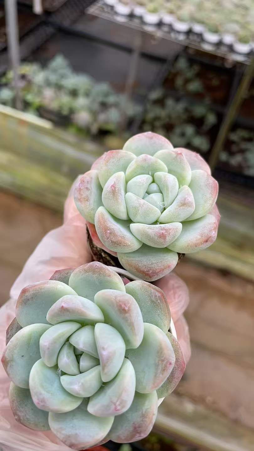 多肉植物　韓国苗　アイスグリーン　大きめ　抜き苗 18株の抜き苗セット】アイスグリーン 多肉植物 佐川急便発送