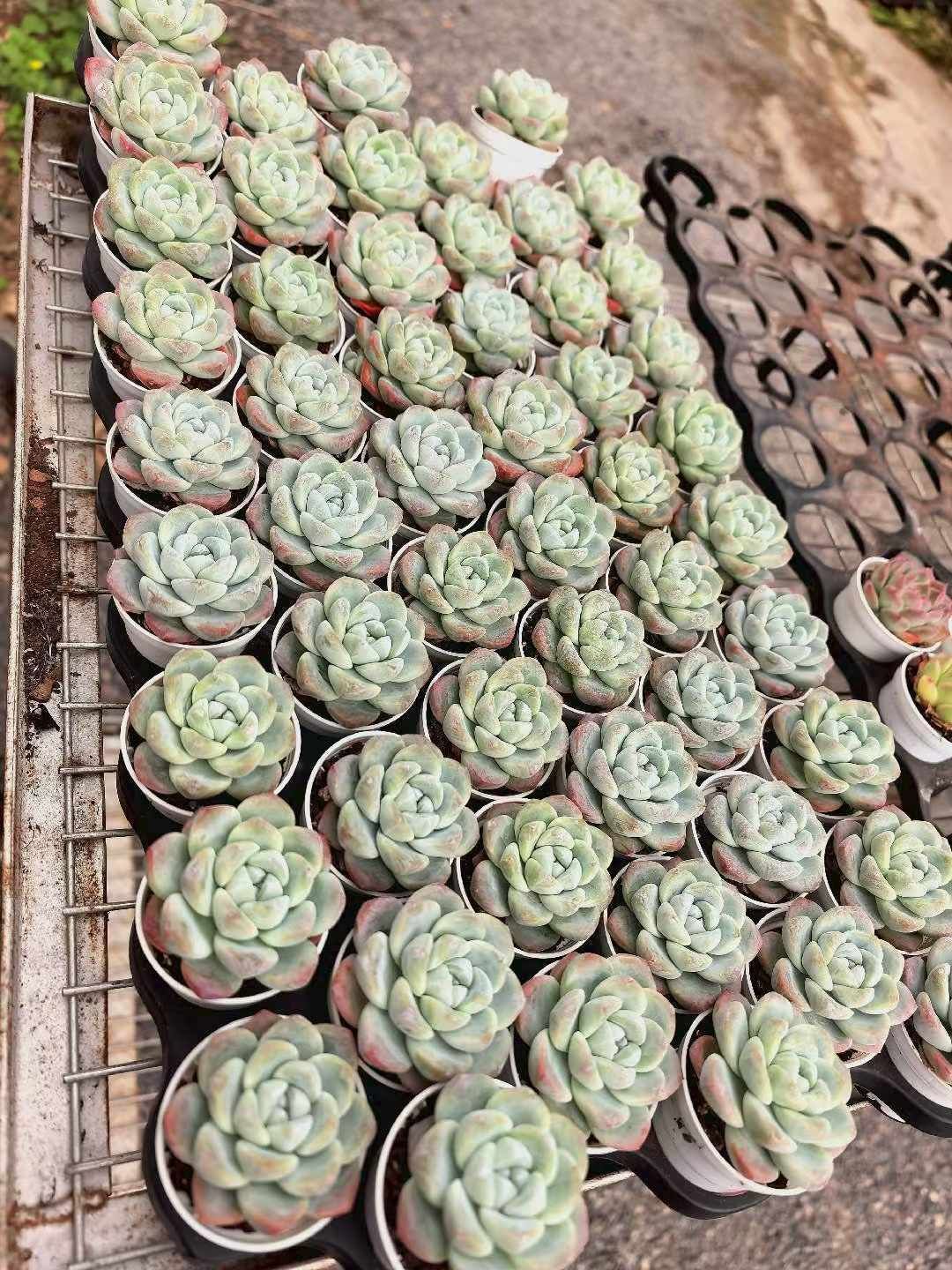 50株の抜き苗セット】アイスグリーン 多肉植物 佐川急便発送