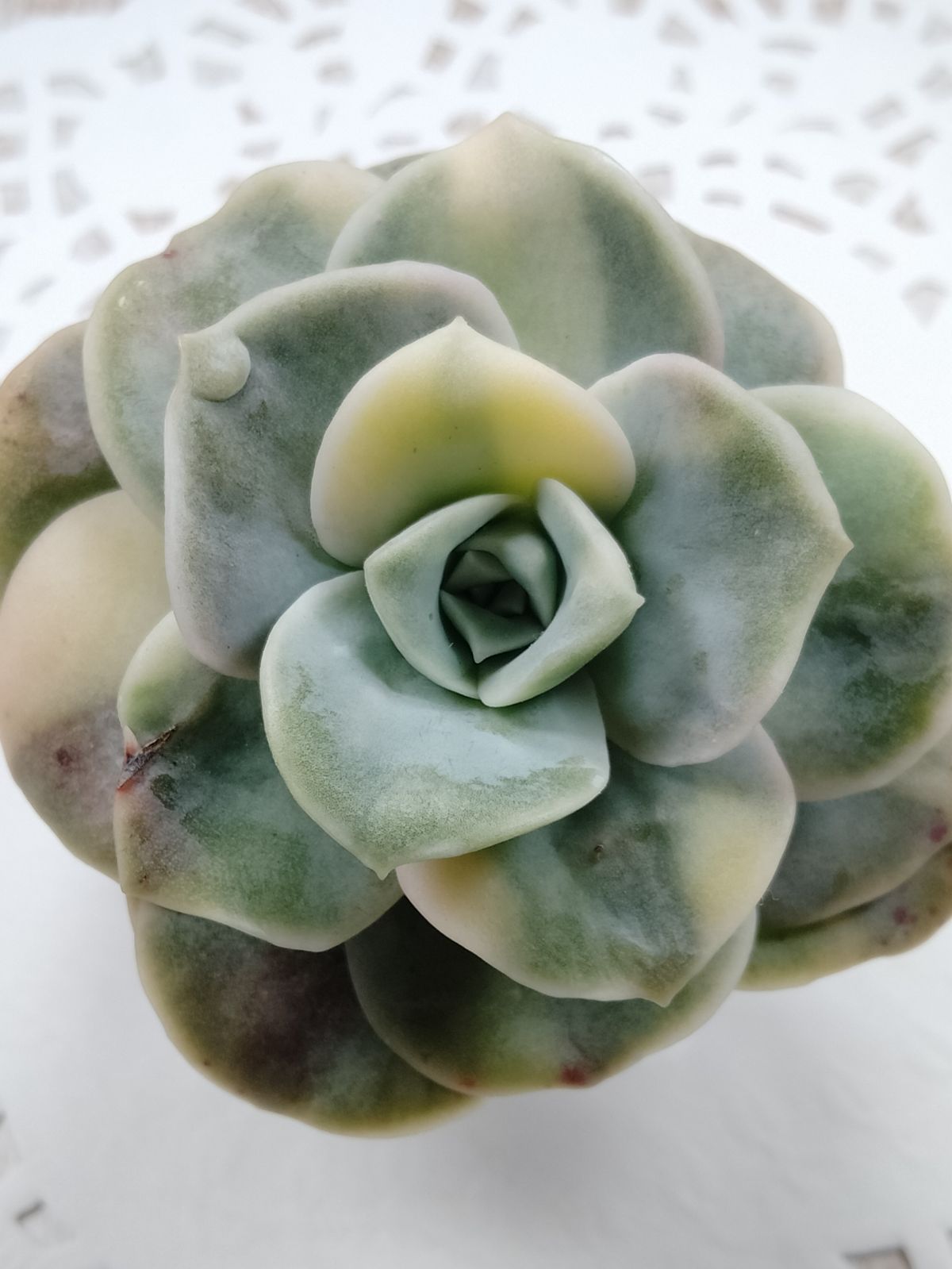 ❤️専用出品❤️ラブリーローズ錦❤️葉挿しっ子⑦❤️          ★セール ♪★ バンプラブリーローズ錦 B - メルカリ