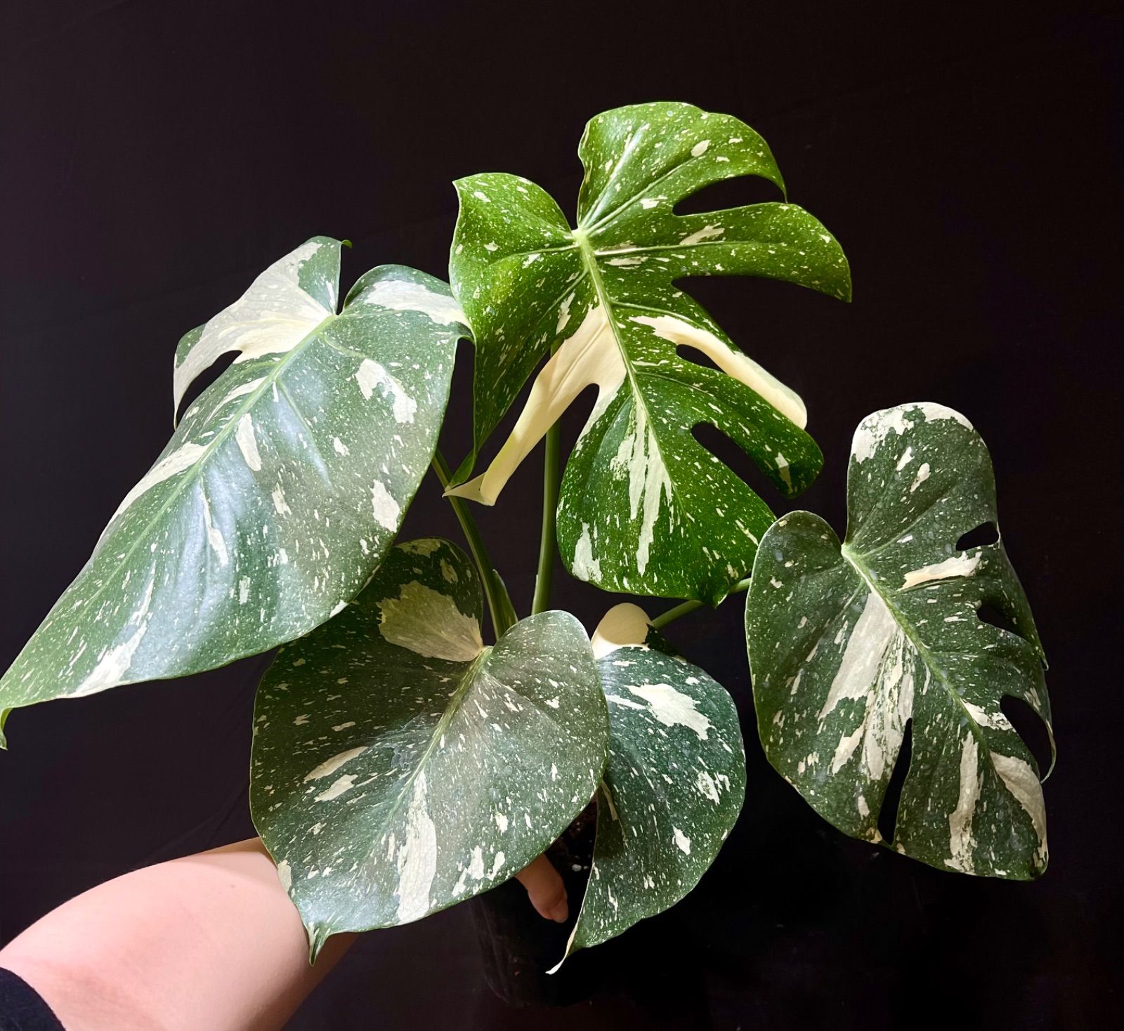 モンステラ デリシオーサ タイコンステレーション メルカリ便配送 5