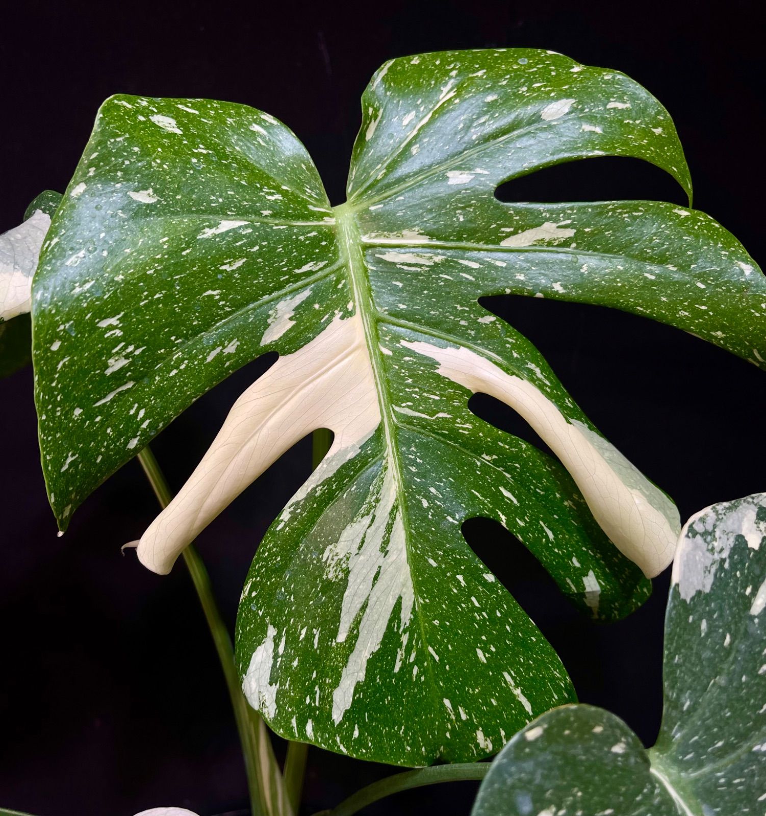 モンステラデリシオーサタイコンステレーションMonstera Thai