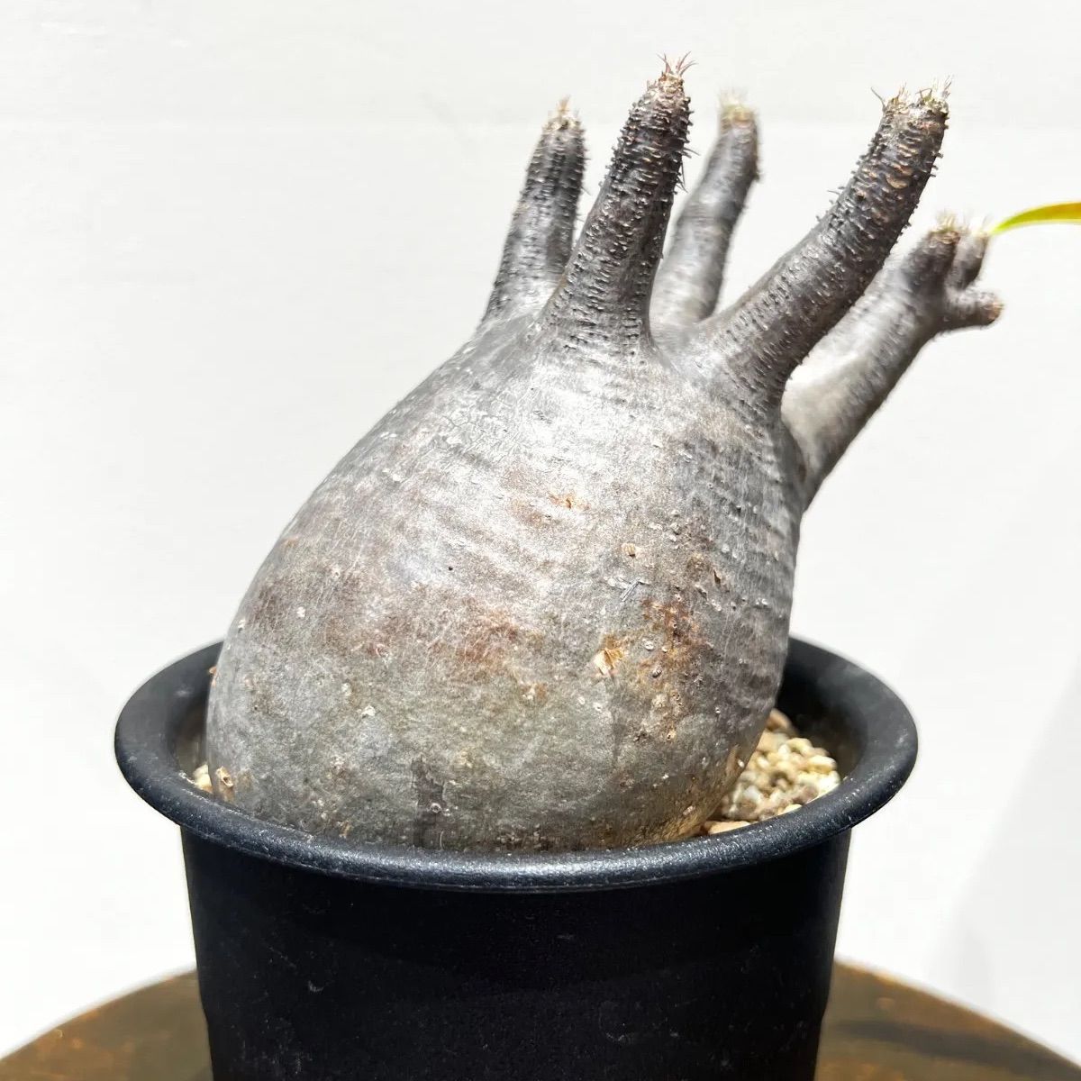 パキポディウム グラキリス現地球 発根済 - メルカリ