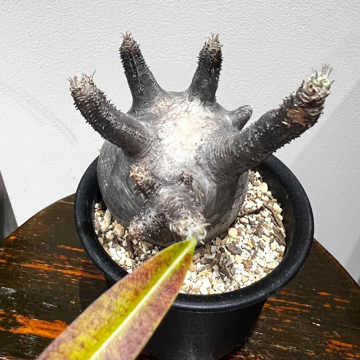 パキポディウム グラキリス現地球 発根済 - メルカリ