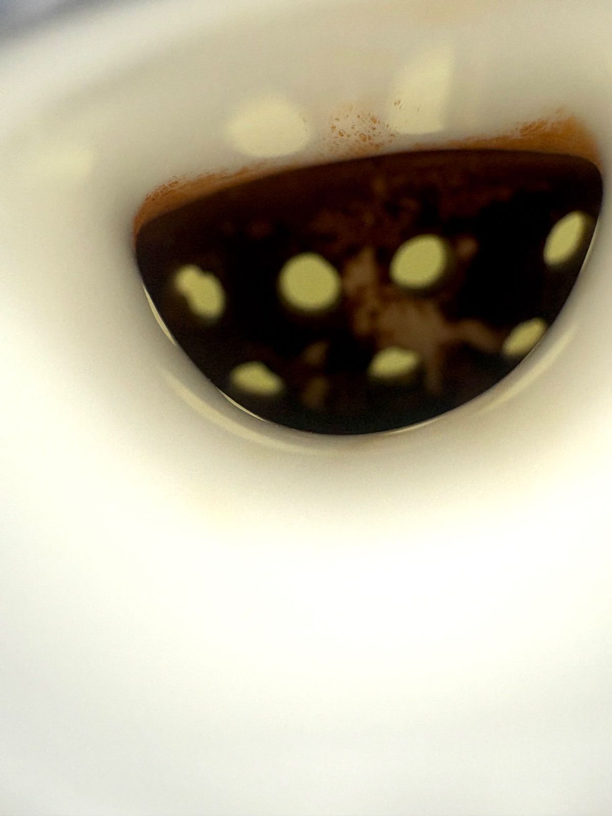 フロレンティーン ターコイズ