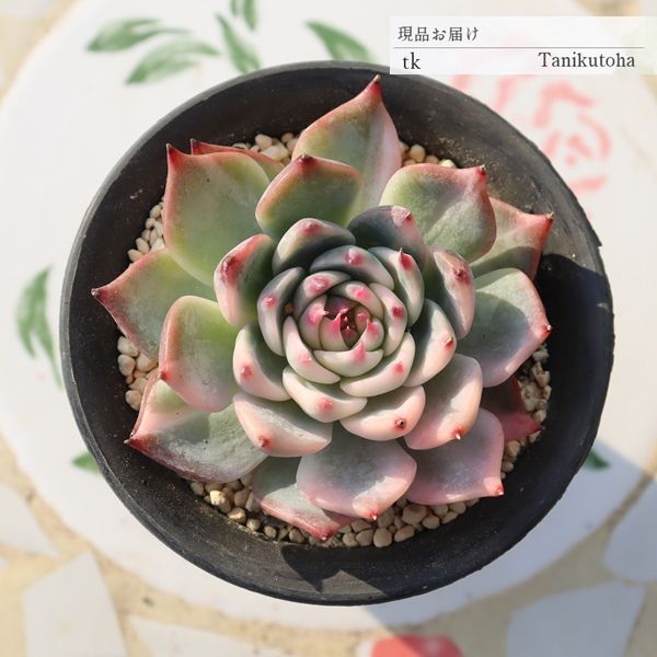 れ*い様 No.c788新入荷　麒麟座錦　エケベリア　多肉植物　撮影12月11日 Yahoo!オークション - エケベリア17個 0415-D0058 バタフライ錦 多肉植