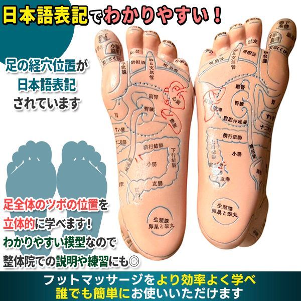 足つぼ 模型 足裏 反射区 日本語 表記 マッサージ ツボ押し 両足 左右