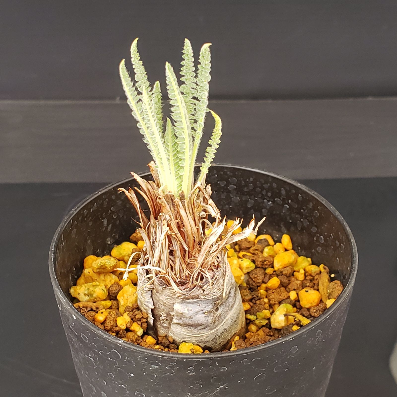 L501【自社養生株】ペラルゴニュウム ラパセウム（発根株・鉢植え