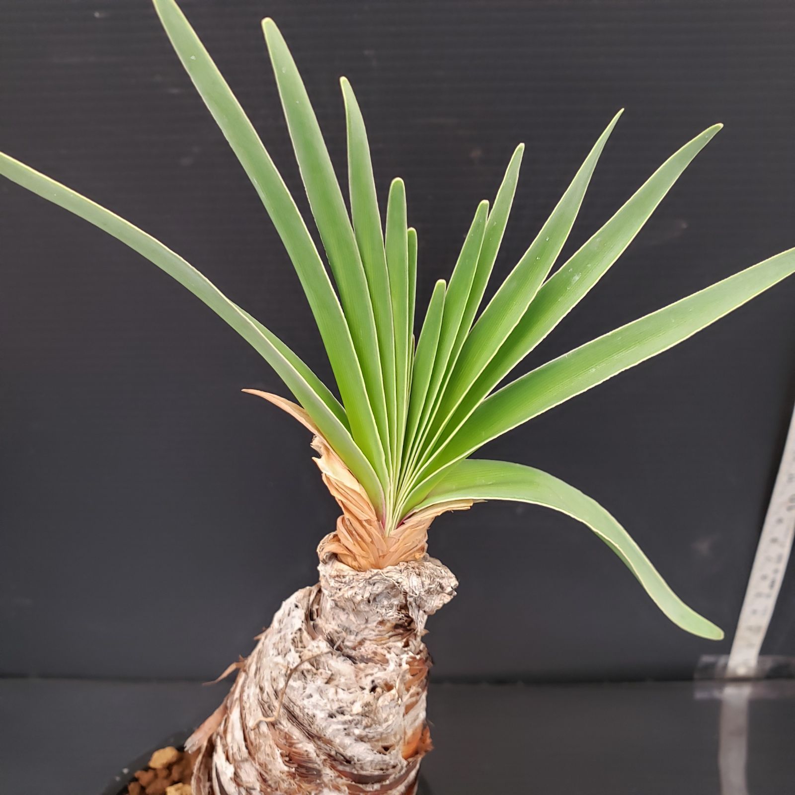 L503【自社養生株】ブーファン ディスティチャ（現地球・発根株