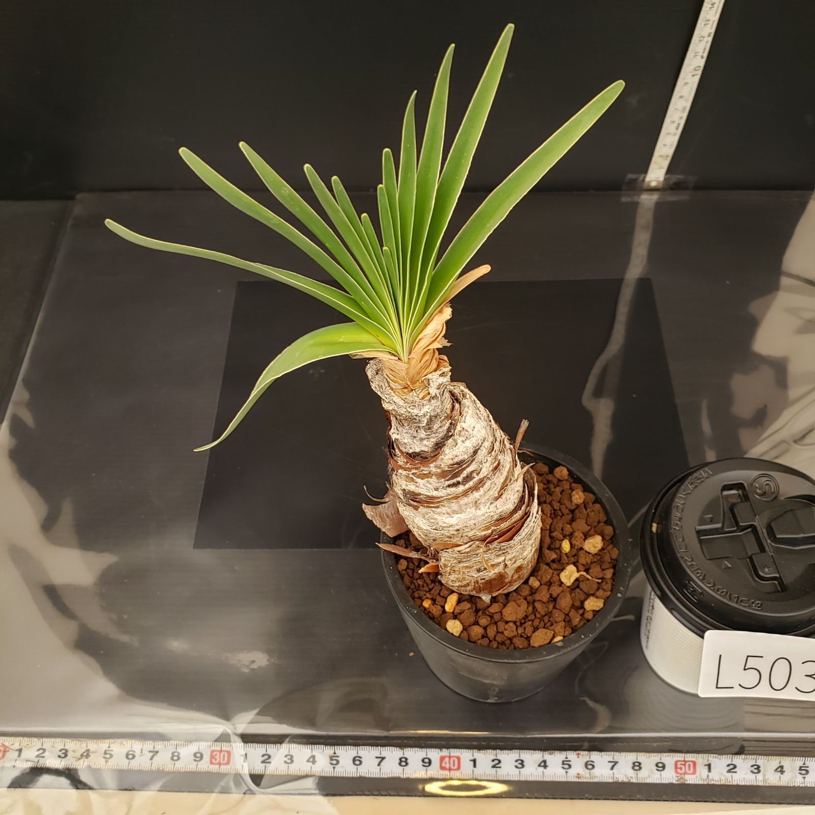 L503【自社養生株】ブーファン ディスティチャ（現地球・発根株