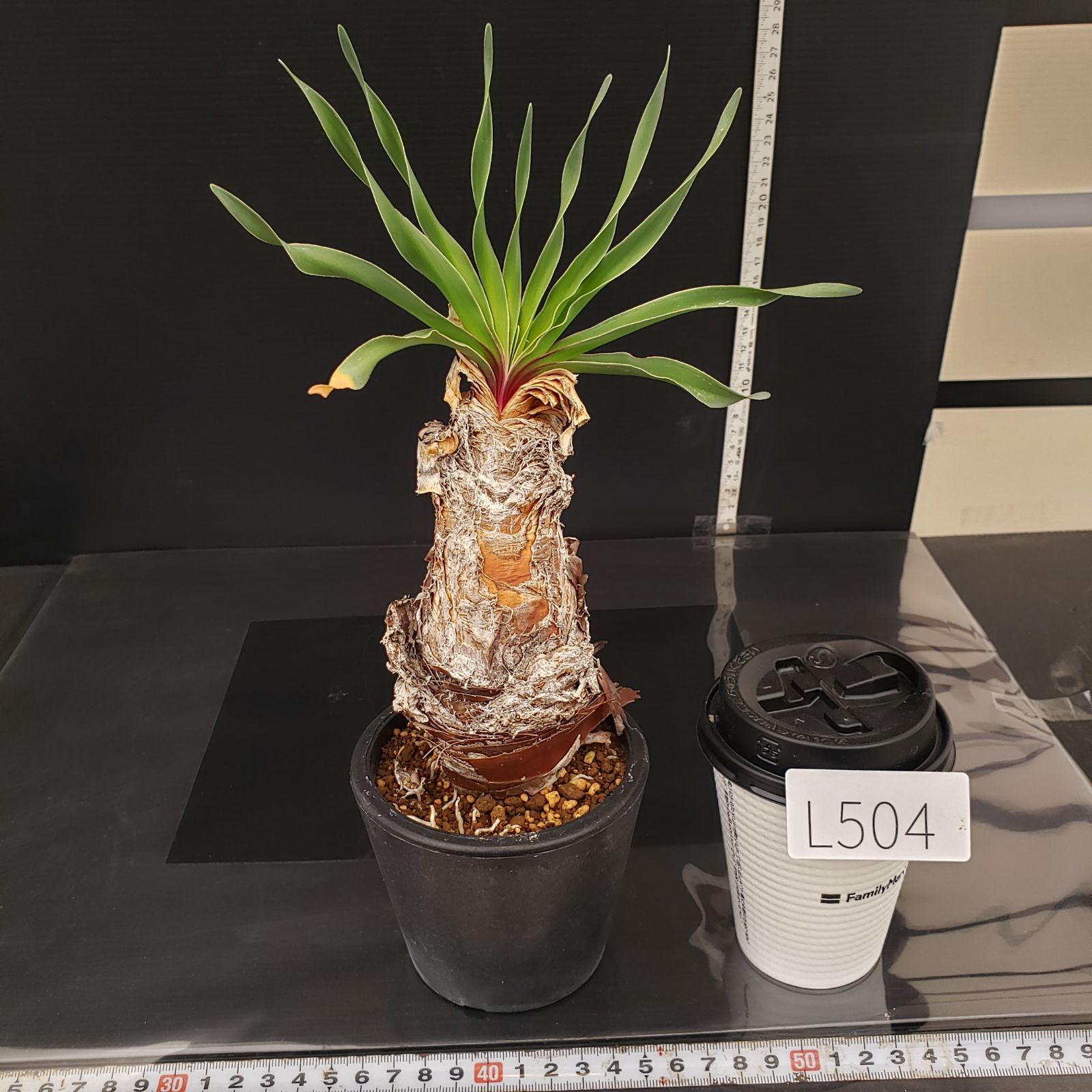 L504【自社養生株】ブーファン ディスティチャ（現地球・発根株