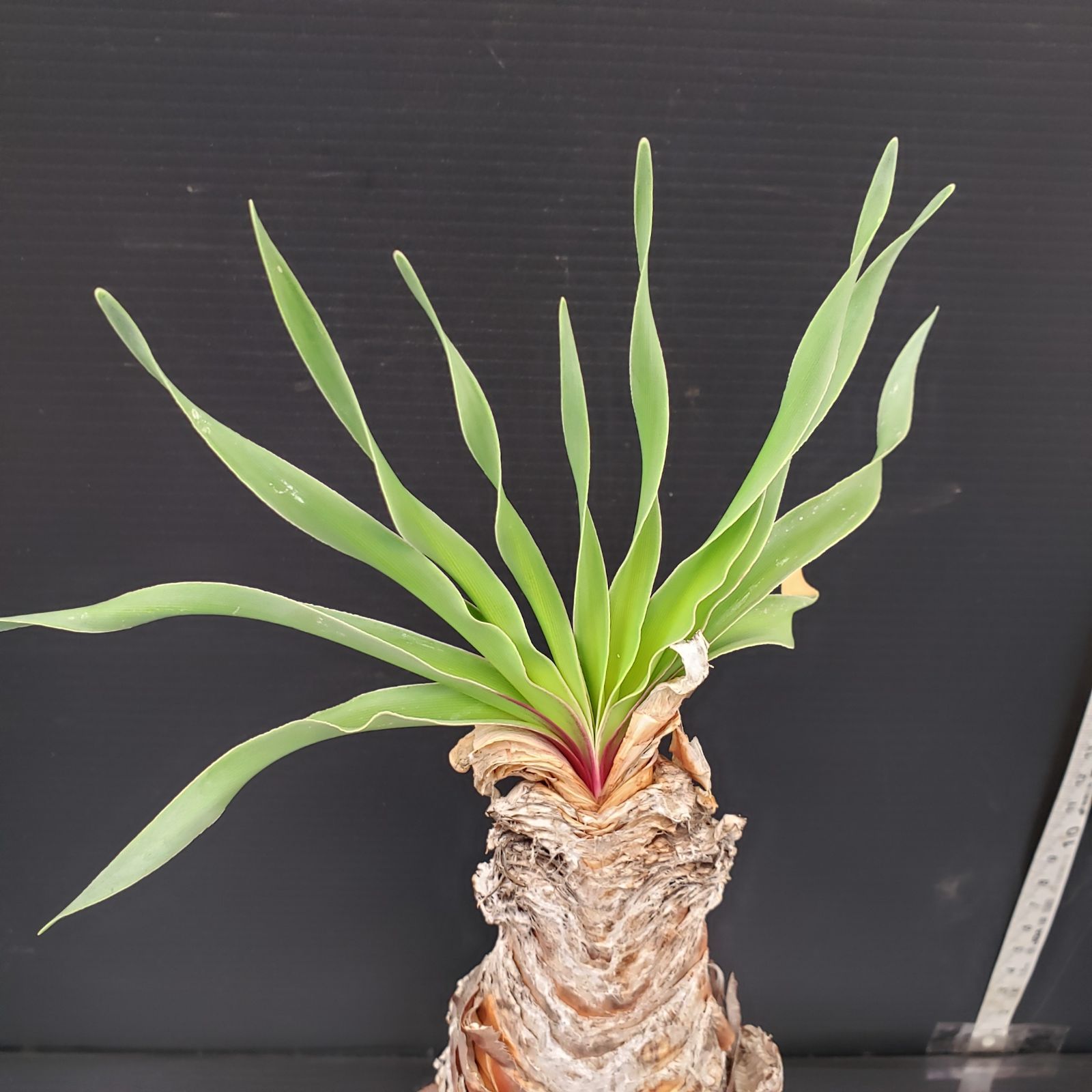 L504【自社養生株】ブーファン ディスティチャ（現地球・発根株