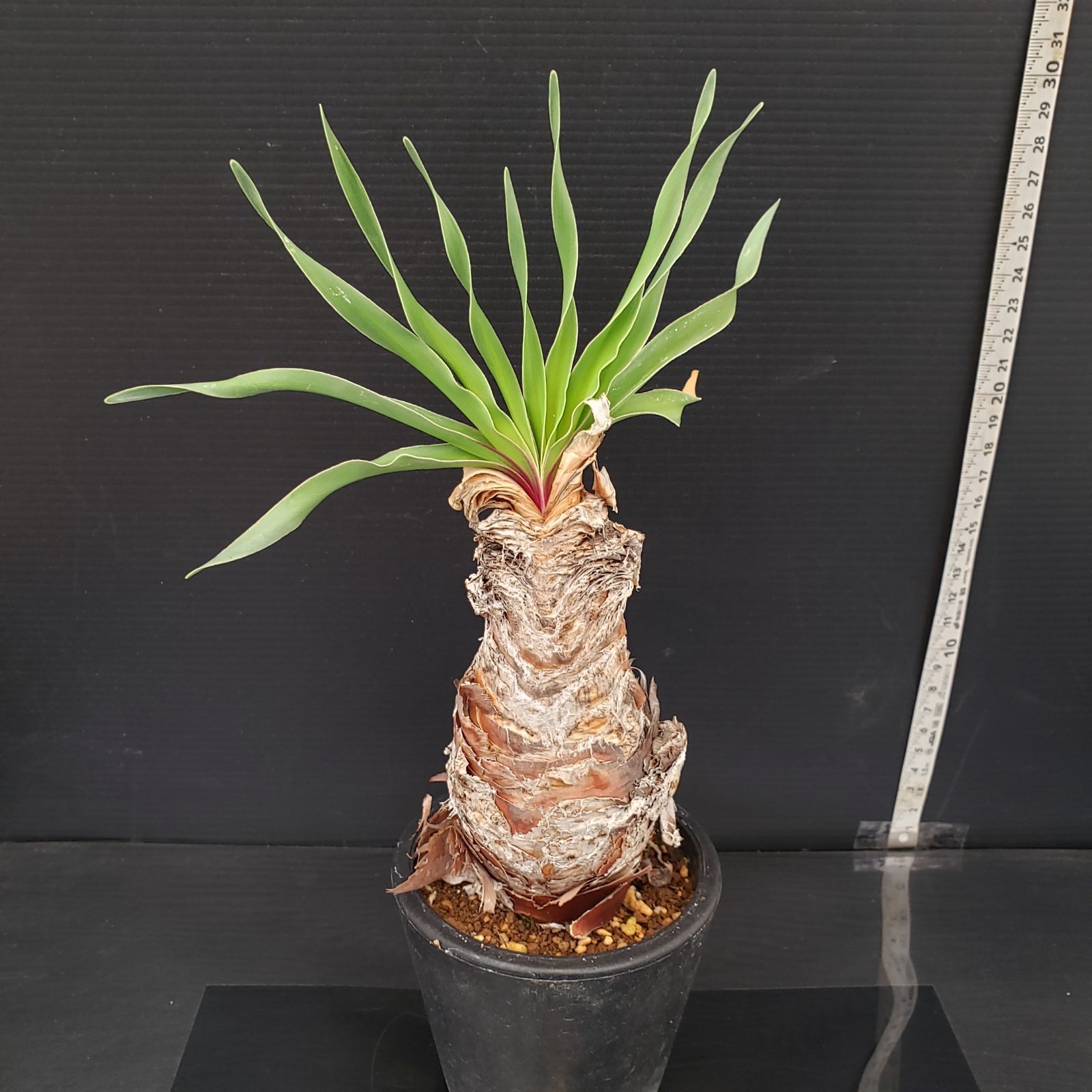 L504【自社養生株】ブーファン ディスティチャ（現地球・発根株