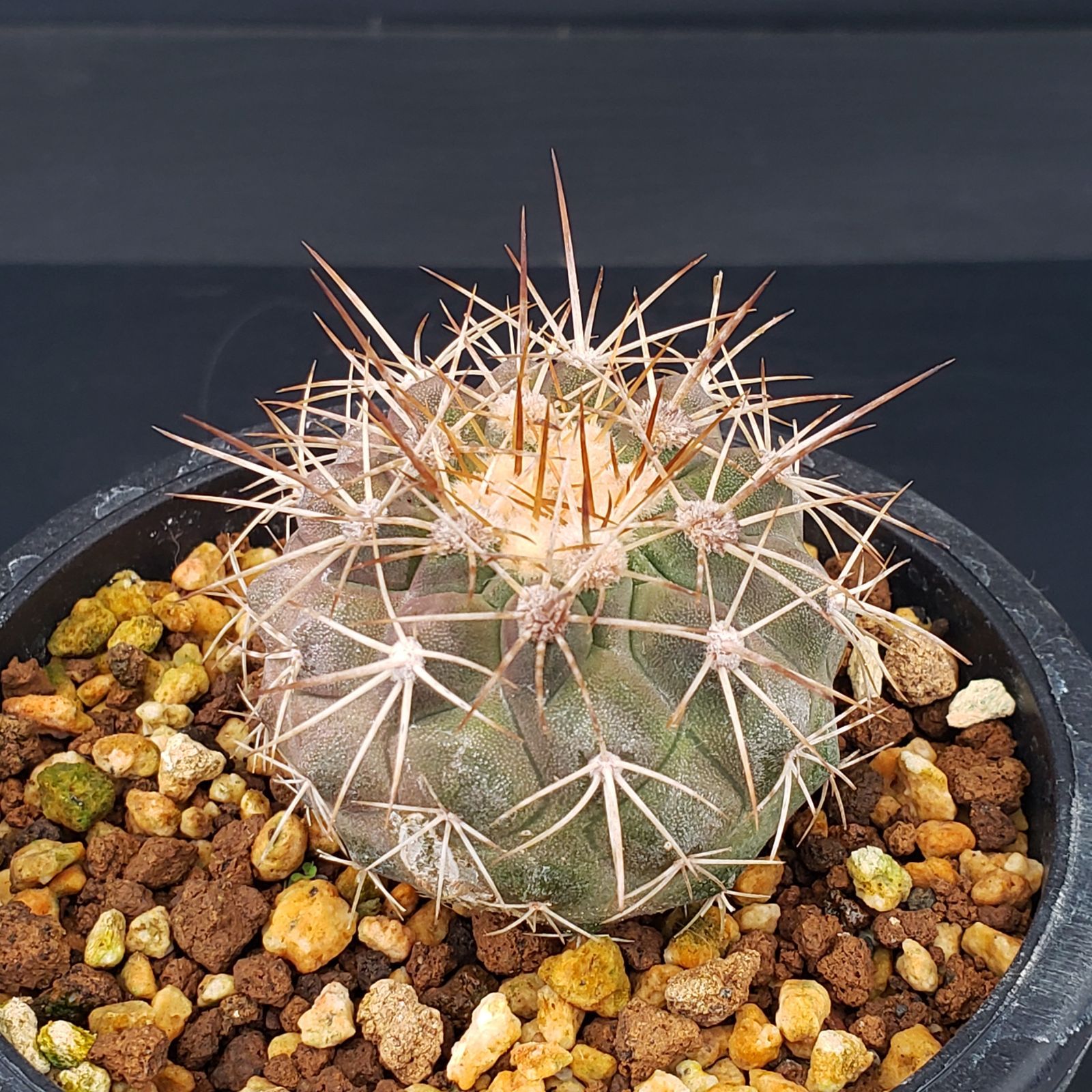 L505【自社養生株】コピアポア ハセルトニアナ（発根株・鉢植え