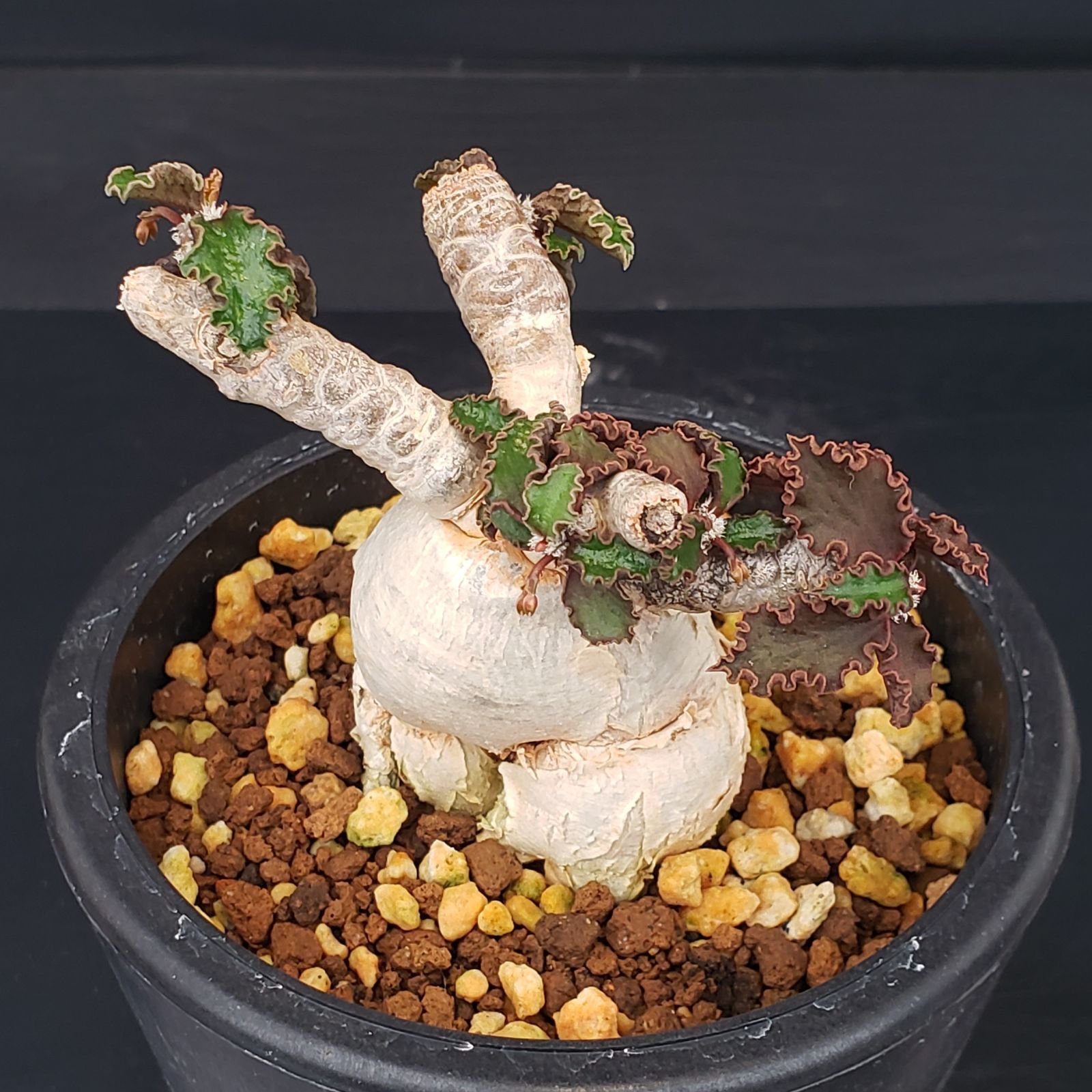 L511【自社養生株】ユーフォルビア アンボボンベンシス（発根株