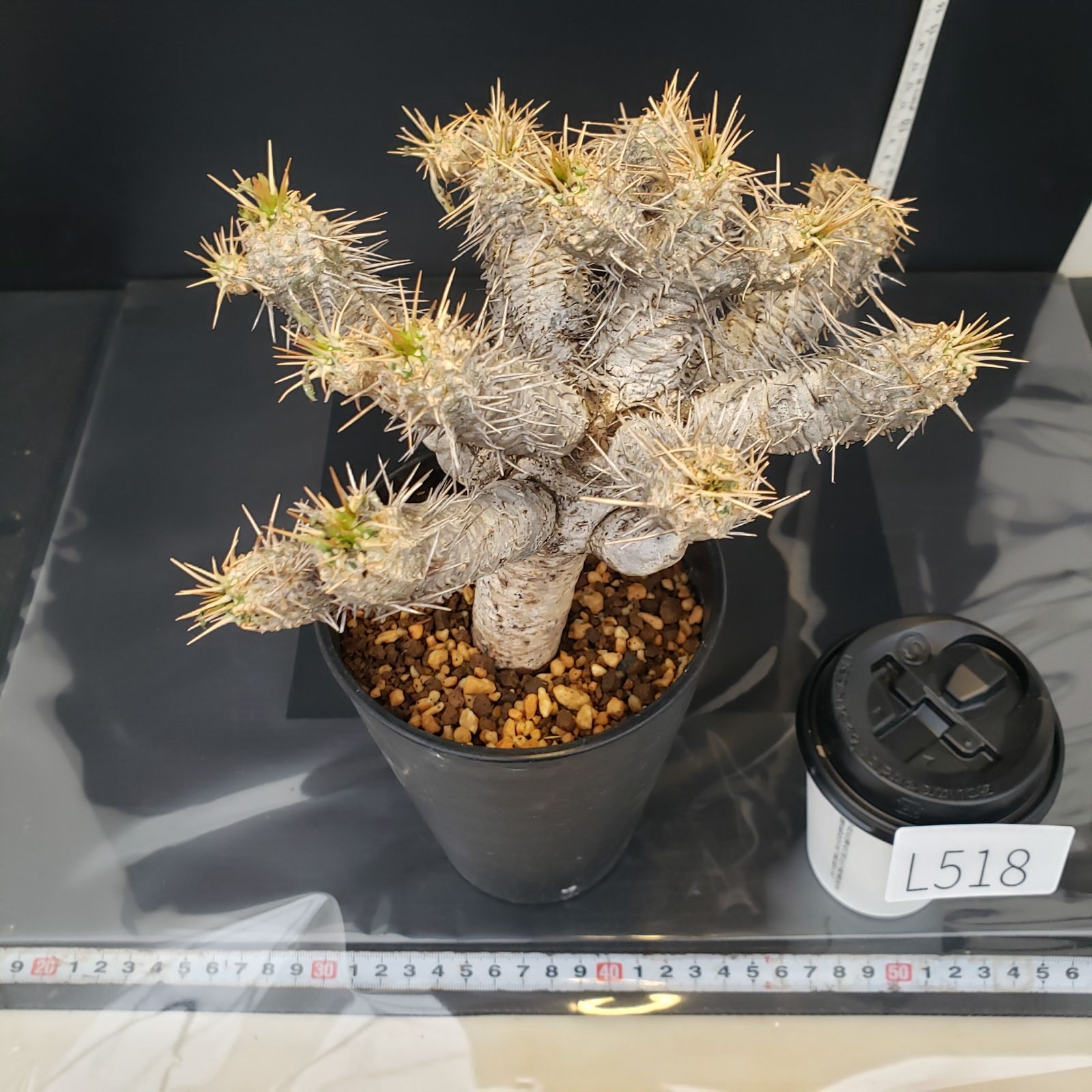 塊根植物:ユーフォルビア・ギラウミニアナ(現地球、発根済み) L518【自社養生株】ユーフォルビア ギラウミニアナ（現地球・発根株