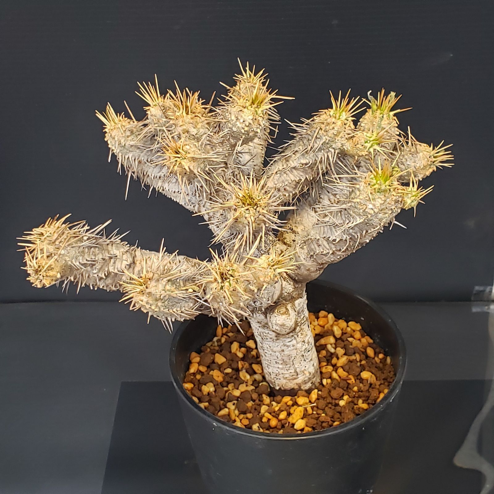 塊根植物:ユーフォルビア・ギラウミニアナ(現地球、発根済み) L518【自社養生株】ユーフォルビア ギラウミニアナ（現地球・発根株