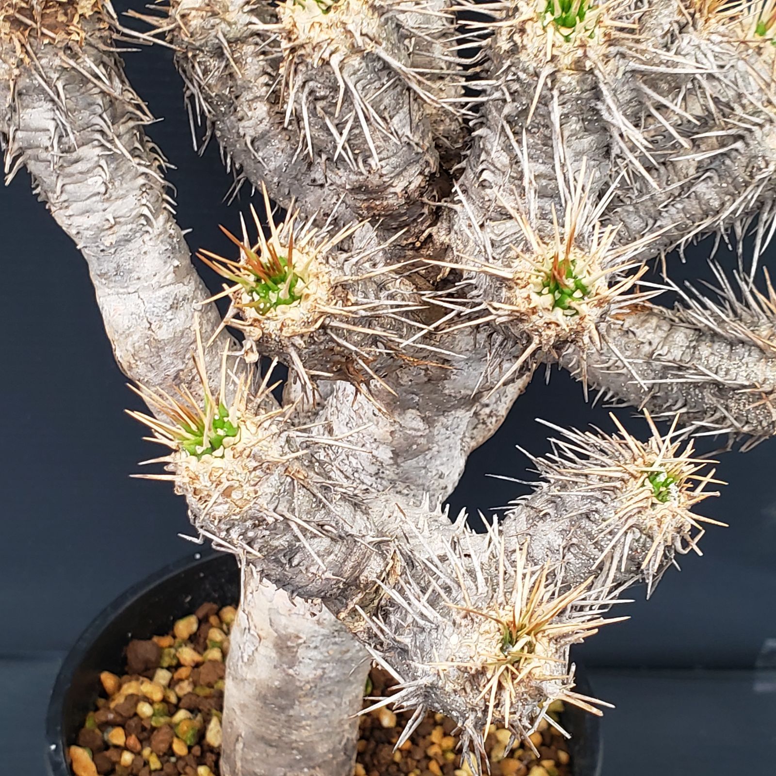 大株★ユーフォルビア ギラウミニアナ コーデックス 現地球 塊根植物 多肉植物 K153【自社養生株】ユーフォルビア ギラウミニアナ（現地球・発根株