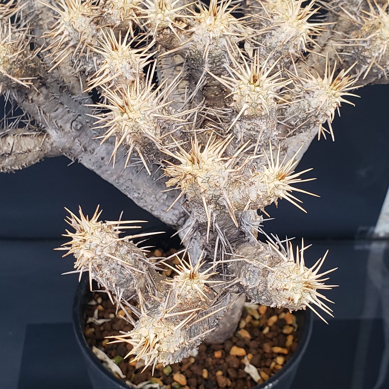 L523【自社養生株】ユーフォルビア ギラウミニアナ（現地球・発根株