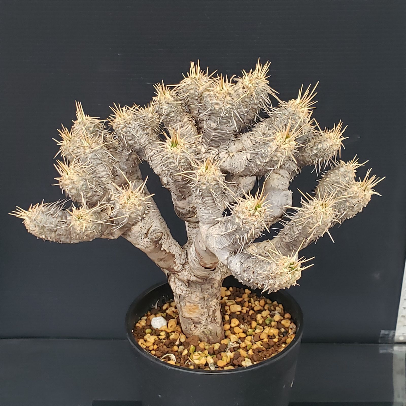 L524【自社養生株】ユーフォルビア ギラウミニアナ（現地球・発根株