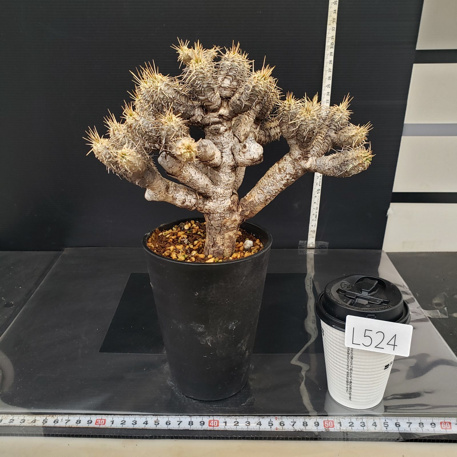 L524【自社養生株】ユーフォルビア ギラウミニアナ（現地球・発根株