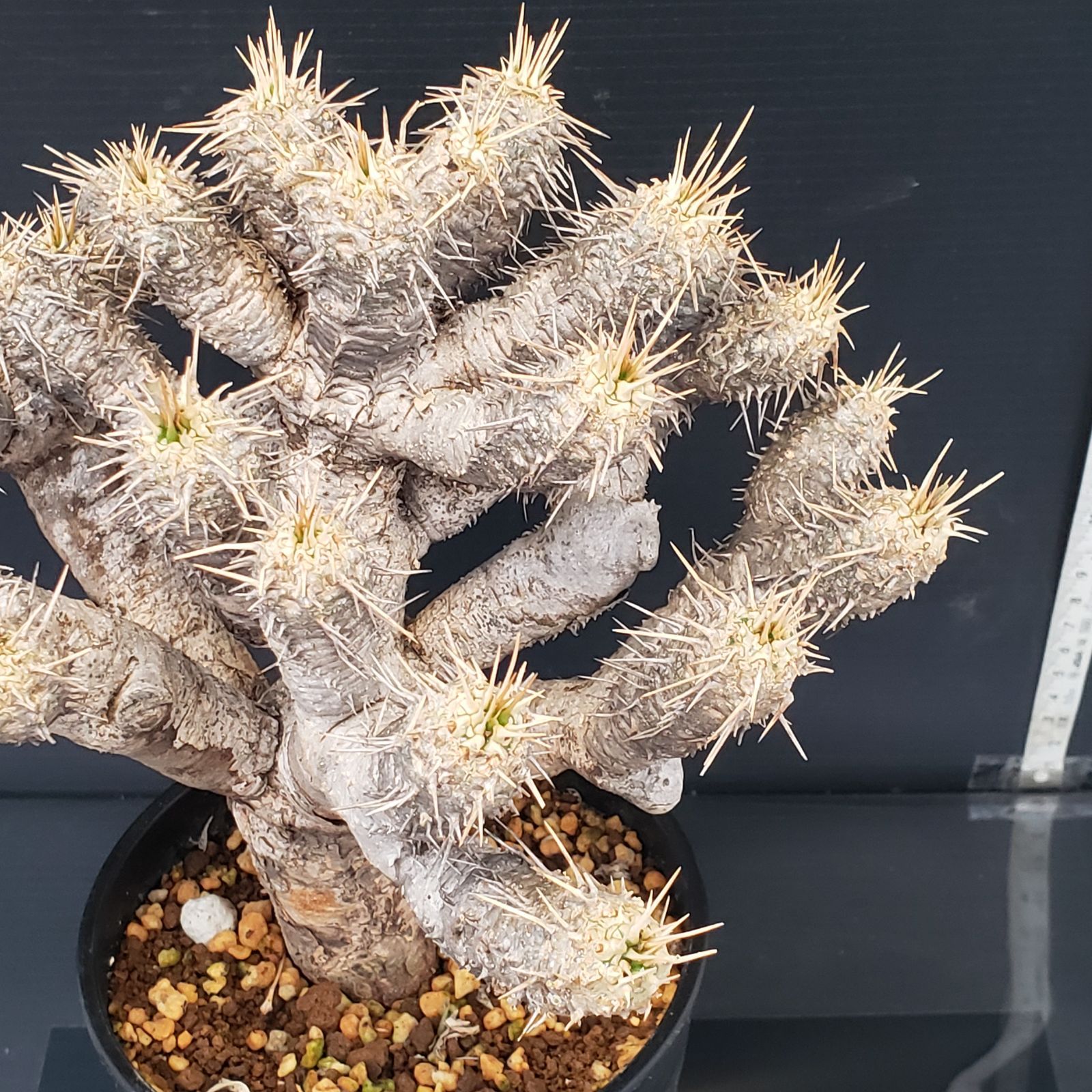 L524【自社養生株】ユーフォルビア ギラウミニアナ（現地球・発根株