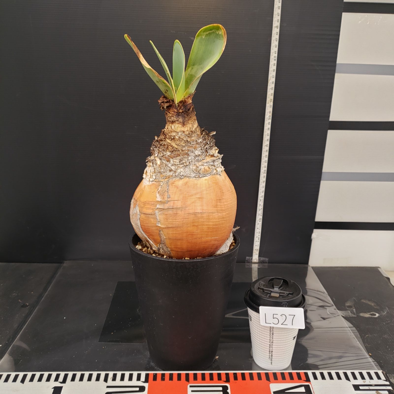 L527【自社養生株】ブーファン ハエマンソイデス（現地球・発根株