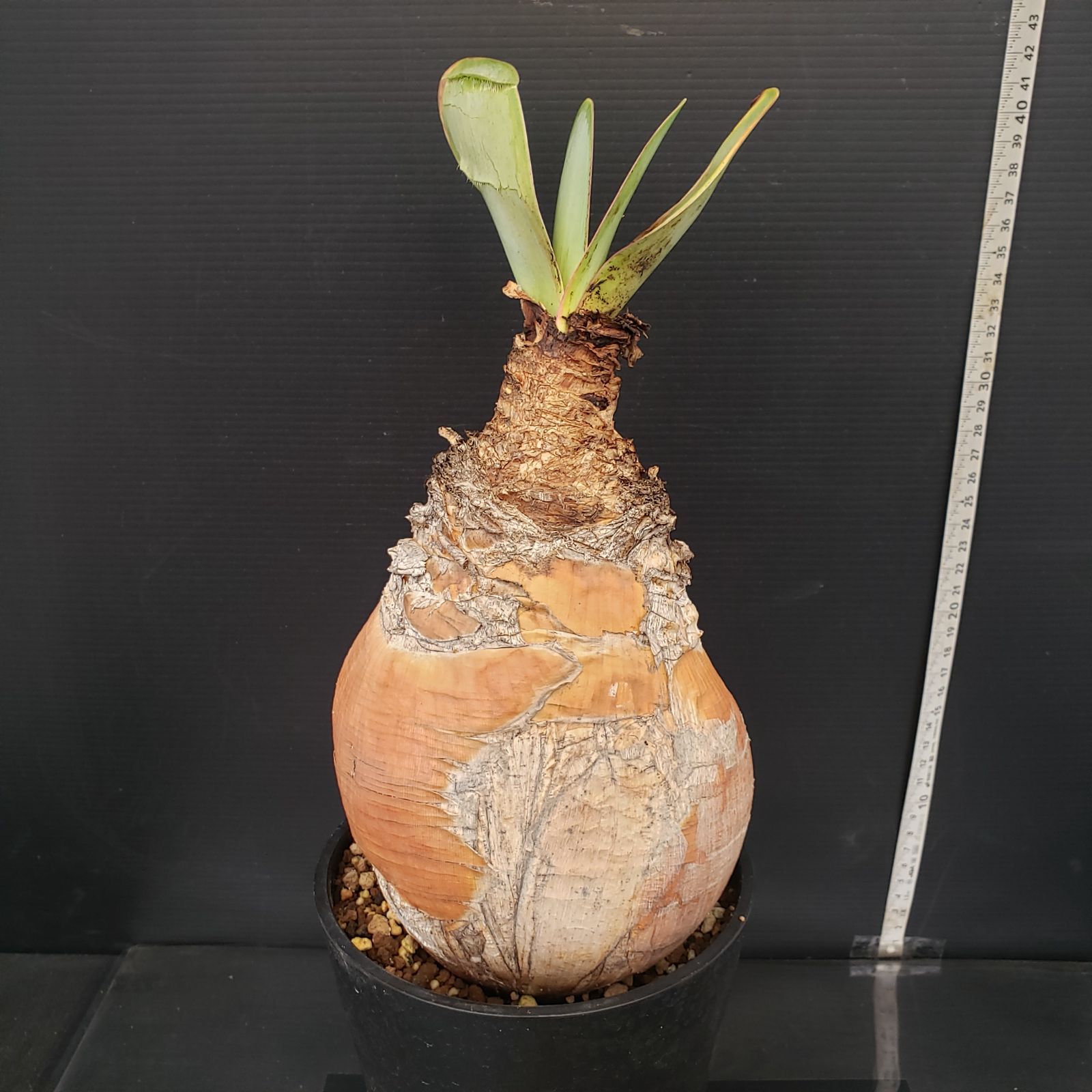 m*u様 G5「球根植物」ブーファン ハエマンソイデス 産地株 12株 L314【自社養生株】ブーファン ハエマンソイデス（現地球・発根株