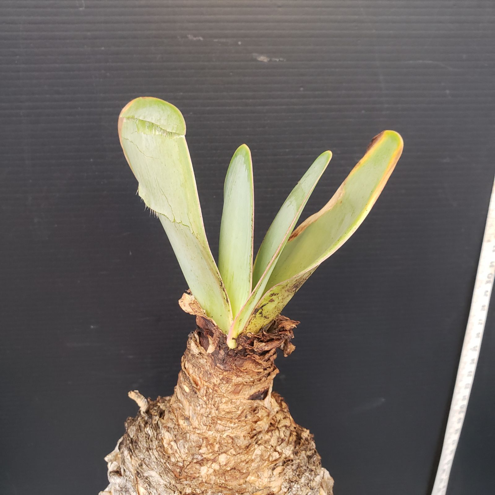 L527【自社養生株】ブーファン ハエマンソイデス（現地球・発根株